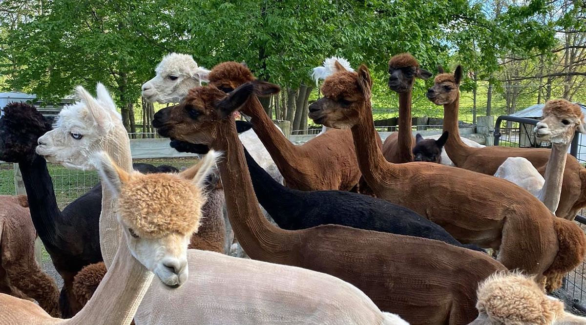 Silkies Farm A Sustainable Alpaca Breeding Farm