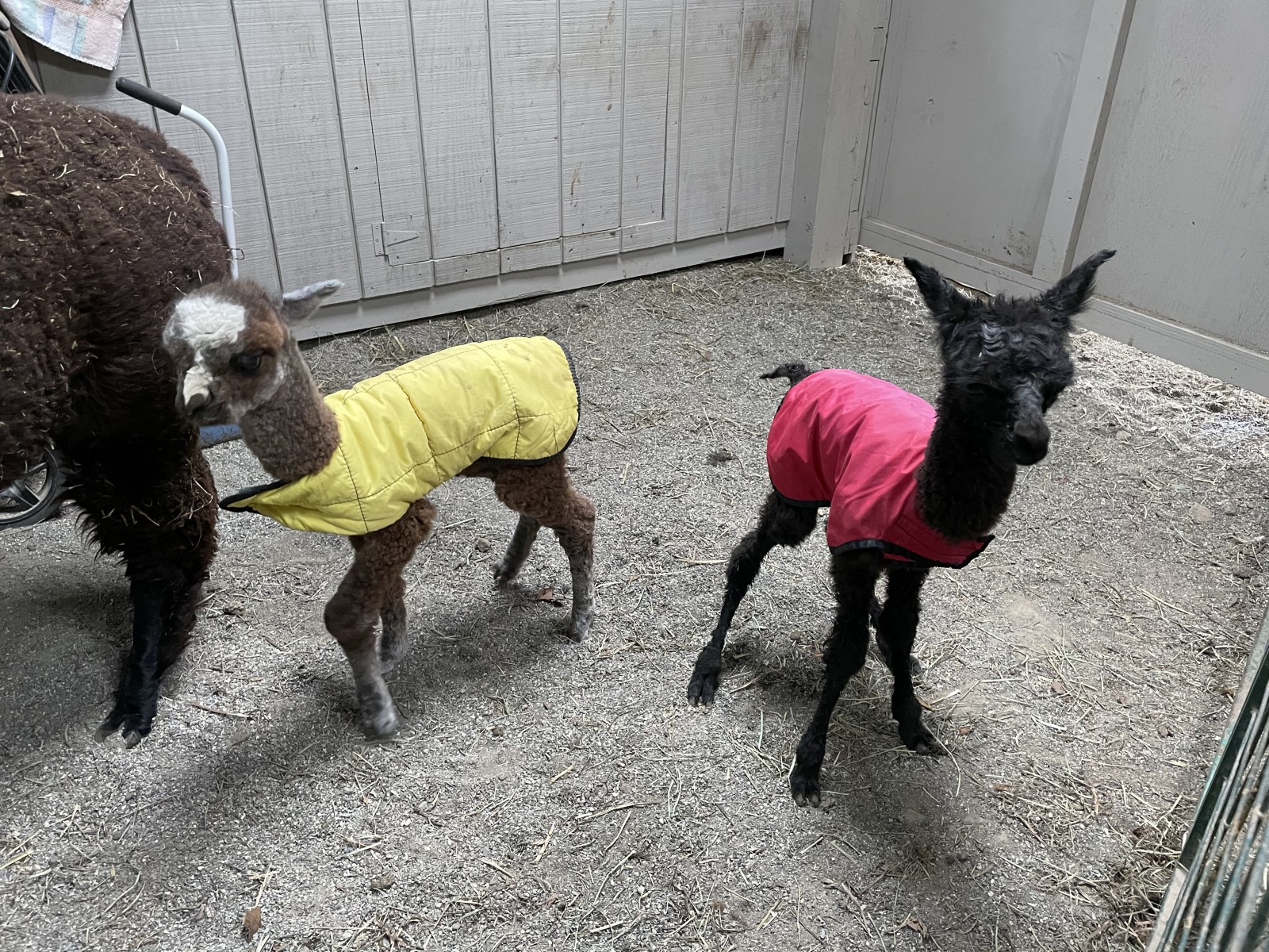 Spring Cria 2021 Have Arrived!!