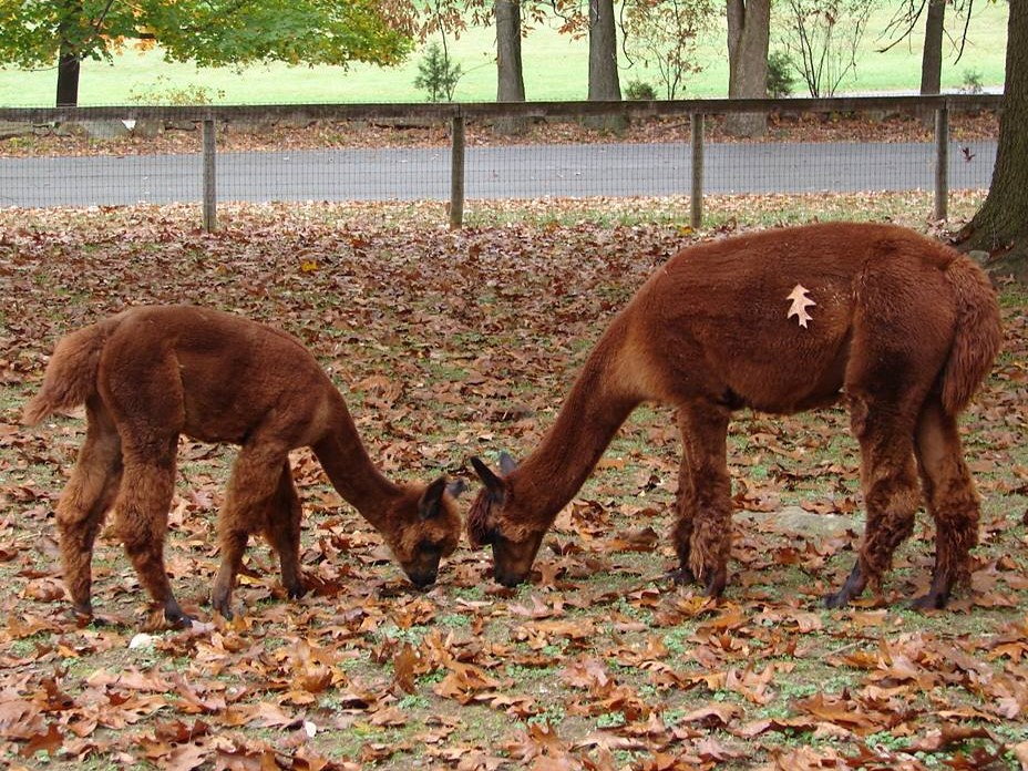 Mother-Daughter